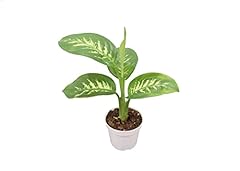 Dieffenbachia compacta tropic for sale  Delivered anywhere in USA 
