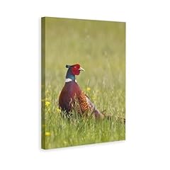 Spring ring necked for sale  Delivered anywhere in USA 