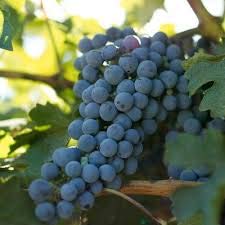 Grape vines classic for sale  Delivered anywhere in USA 