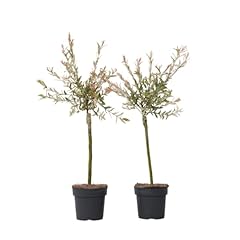 Plant box salix d'occasion  Livré partout en France