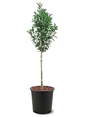 American plant santa for sale  Delivered anywhere in USA 