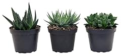 Costa farms succulents for sale  Delivered anywhere in USA 