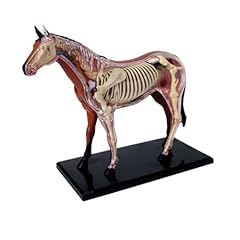 Soreci horse anatomy for sale  Delivered anywhere in USA 