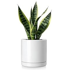 Vancasso ceramic plant for sale  Delivered anywhere in USA 