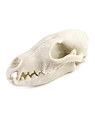 Qwork fox skull for sale  Delivered anywhere in USA 