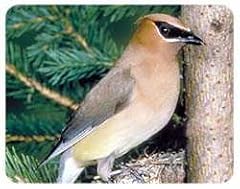 Cedar waxwing coasters for sale  Delivered anywhere in USA 