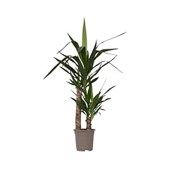 Plant box yucca usato  Spedito ovunque in Italia 