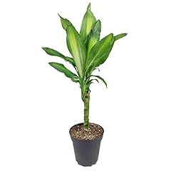 Dracaena cintho dracaena for sale  Delivered anywhere in USA 