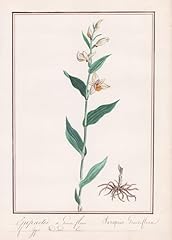 Epipactis grandes fleurs gebraucht kaufen  Wird an jeden Ort in Deutschland