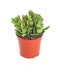 Shop succulents jade for sale  Delivered anywhere in USA 