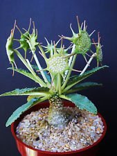 Dorstenia horwoodii rare d'occasion  Livré partout en France