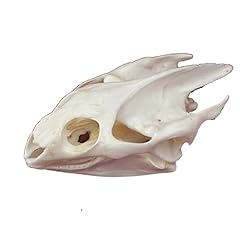 Natural animal skull for sale  Delivered anywhere in UK