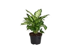 Costa farms dieffenbachia for sale  Delivered anywhere in USA 