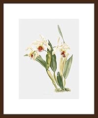 Livestock cattleya rex for sale  Delivered anywhere in USA 