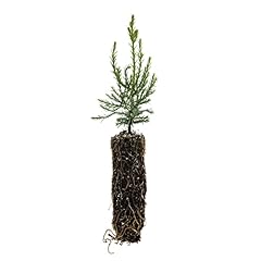 Giant sequoia medium for sale  Delivered anywhere in USA 