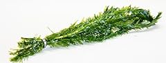 Lincolnshire pond plants for sale  Delivered anywhere in UK
