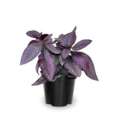 Purple persian shield for sale  Delivered anywhere in USA 
