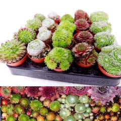 Sempervivum plant mix for sale  Delivered anywhere in UK