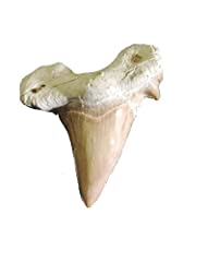 Haifischzahn denti fossili usato  Spedito ovunque in Italia 