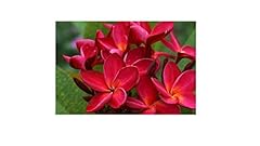 Hawaiian red ula for sale  Delivered anywhere in USA 