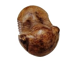 Illaenus sinuatus russian for sale  Delivered anywhere in USA 