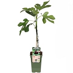 Fico ficus carica usato  Spedito ovunque in Italia 