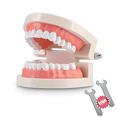 Pack standard teeth for sale  Delivered anywhere in USA 