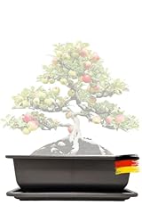 Genki bonsai bonsaischale gebraucht kaufen  Wird an jeden Ort in Deutschland