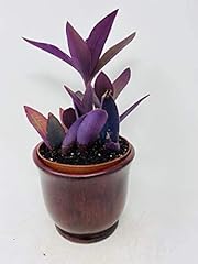 Purple heart tradescantia for sale  Delivered anywhere in USA 