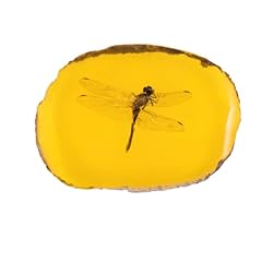 Amber insect dragonfly for sale  Delivered anywhere in UK