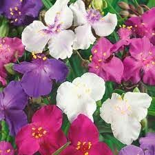 New fresh 100pcs for sale  Delivered anywhere in USA 
