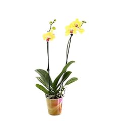 Phalaenopsis orchid double for sale  Delivered anywhere in UK