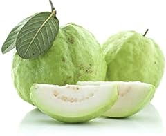 White guava plant for sale  Delivered anywhere in USA 