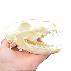 Haquos fox skull for sale  Delivered anywhere in UK