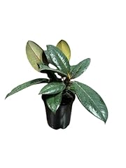Plantvers rubber tree for sale  Delivered anywhere in USA 