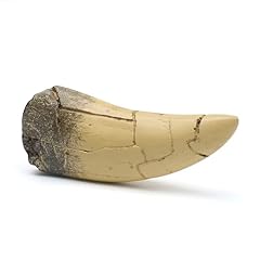 Rex tooth dinosaur for sale  Delivered anywhere in USA 