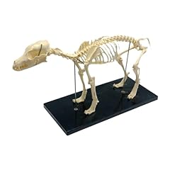 Desikixudy modello scheletro usato  Spedito ovunque in Italia 