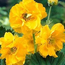 Geum lady stratheden for sale  Delivered anywhere in UK