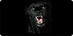 Black jaguar photo for sale  Delivered anywhere in USA 