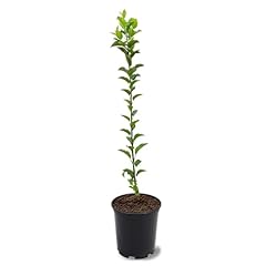 Gala apple tree for sale  Delivered anywhere in USA 