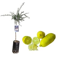 Pianta finger lime usato  Spedito ovunque in Italia 