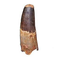 Spinosaurus dinosaur tooth for sale  Delivered anywhere in UK