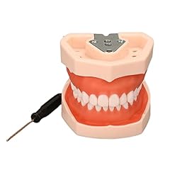 Dental zähne modell gebraucht kaufen  Wird an jeden Ort in Deutschland