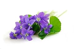 Devon violet fragrance for sale  Delivered anywhere in UK