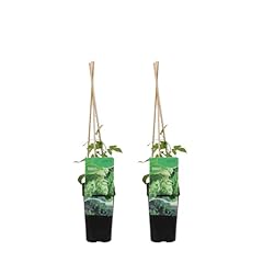 Bloomique set humulus usato  Spedito ovunque in Italia 