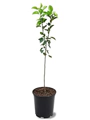 Kieffer pear tree for sale  Delivered anywhere in USA 