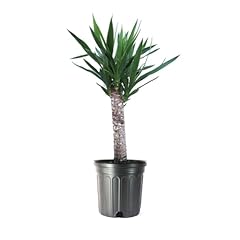 American plant yucca for sale  Delivered anywhere in USA 