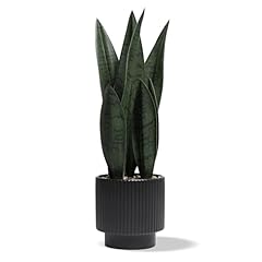 Chonsun artificial plants for sale  Delivered anywhere in USA 