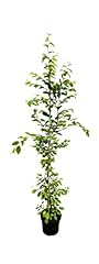 Carpinus betulus hainbuche gebraucht kaufen  Wird an jeden Ort in Deutschland