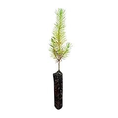 Aleppo pine small for sale  Delivered anywhere in USA 